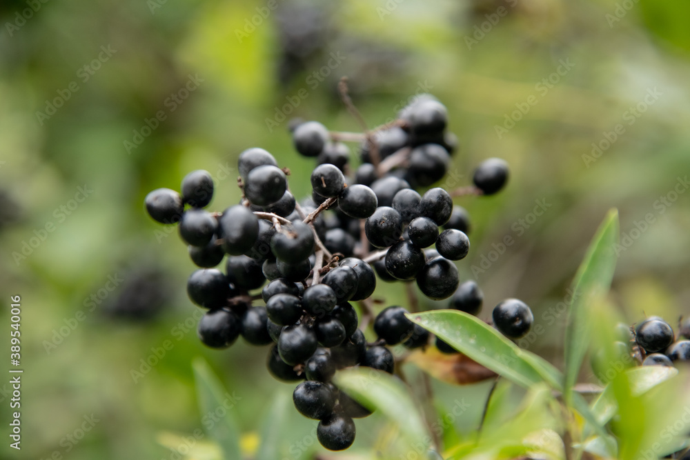 common dogwood berries on a bush in close up common dogwood berries on a bush in close up