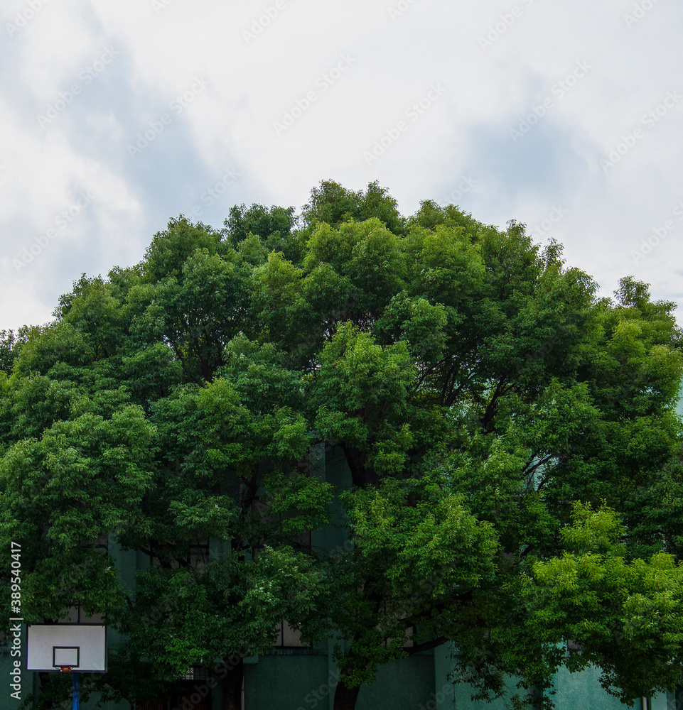 outdoor basketball goal backboard and rim with tall camphor trees cloudy summer day outdoor basketball goal backboard and rim with tall camphor trees cloudy summer day