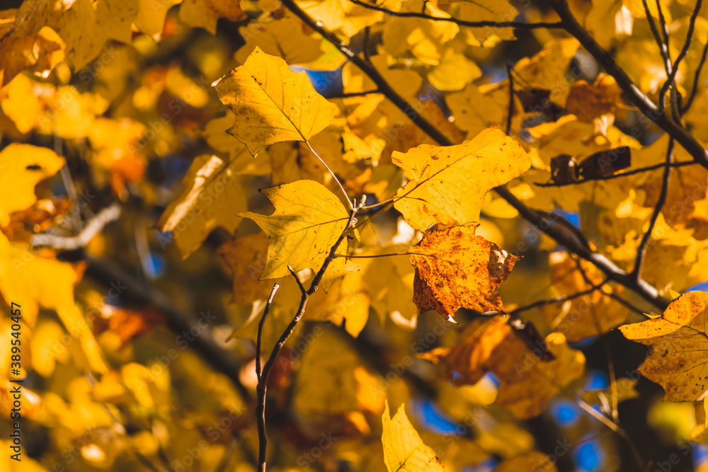 Fototapeta premium 葉が黄色く染まったユリノキ