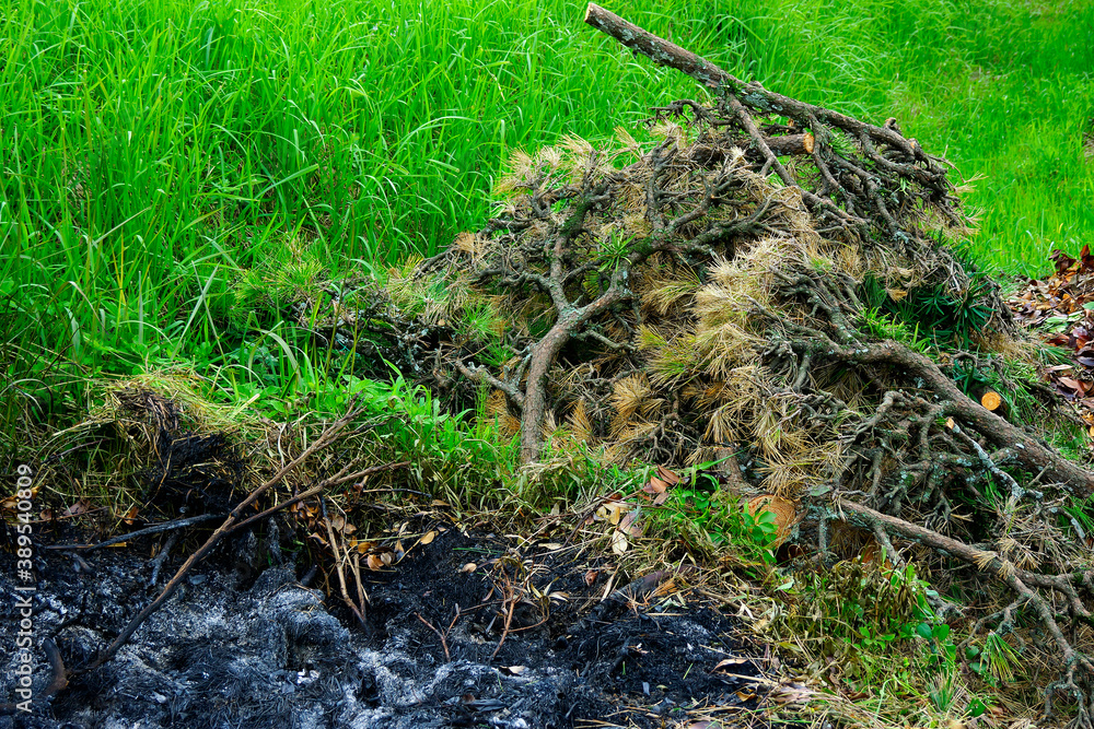 Obraz premium 剪定して廃棄した松枝