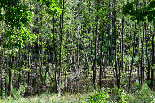 View of the sunny swamp in summer