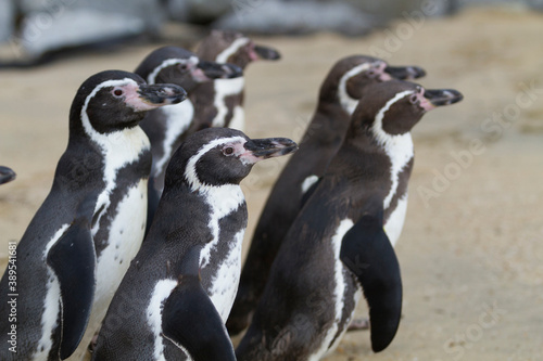 フンボルトペンギンの群れ