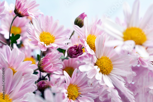 満開の小菊、ピンクの花、秋の花、花畑、花イメージ素材
