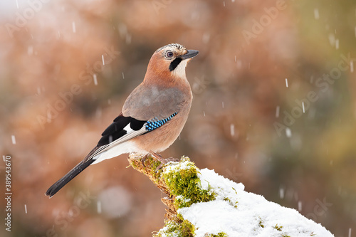Eurasian jay, garrulus glandarius, sitting on bough in winter nature during snowfall. Brown bird with turquoise wings observing on moss bough. Small feathered animal watching on mossy twig. © WildMedia