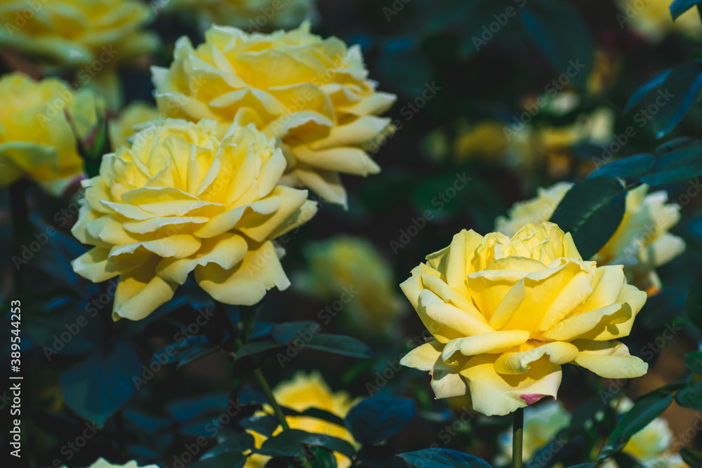 秋の薔薇 秋の薔薇