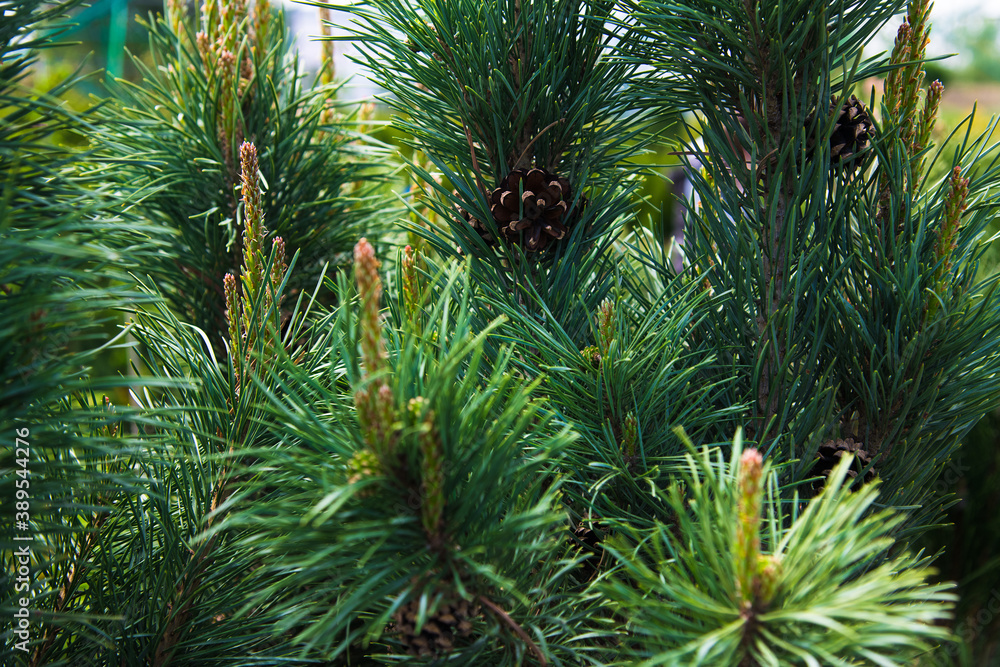 Saplings coniferous trees in pots in plant nursery Saplings coniferous trees in pots in plant nursery