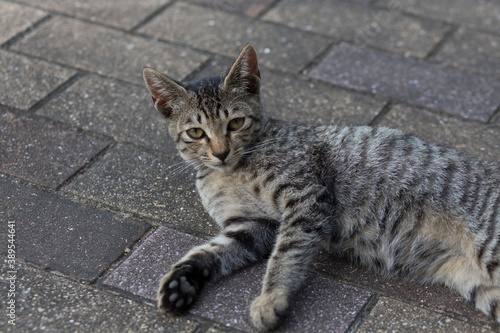 石畳と猫 © Paylessimages