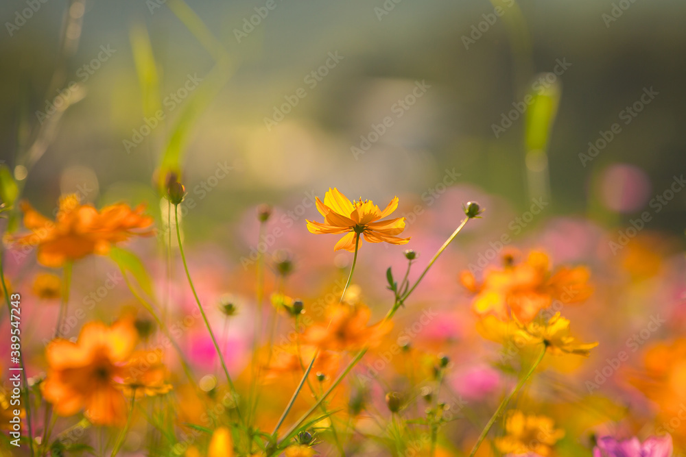 Field of cosmos flower Field of cosmos flower