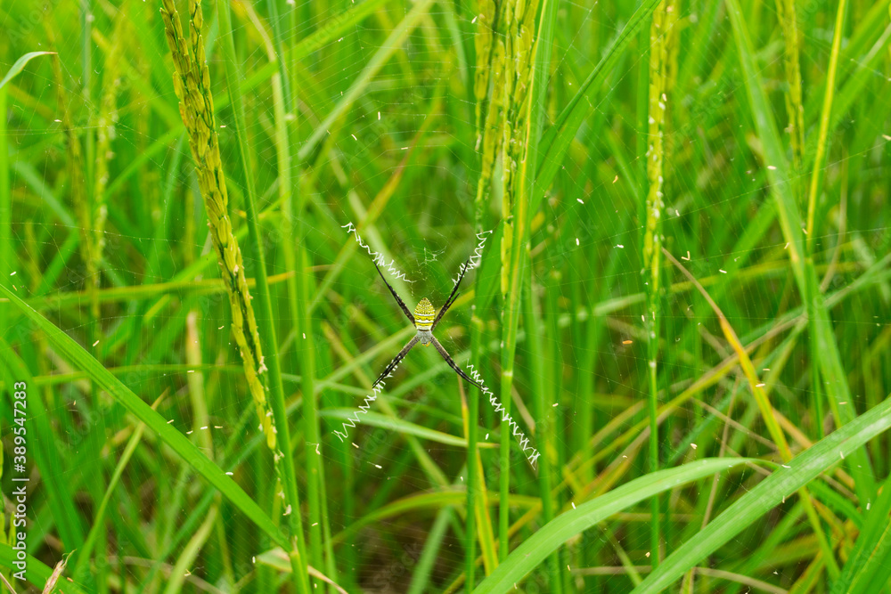 A spider is manipulating in a rice field.