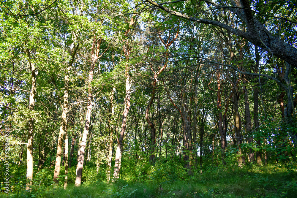 Fototapeta premium Sunny pine trees in the forest