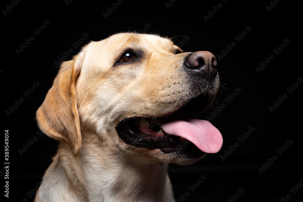 Portrait of a Labrador Retriever dog on an isolated black background.