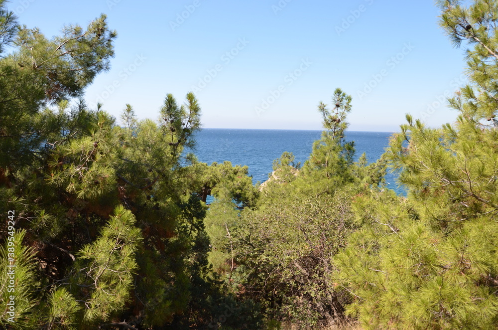 pine tree on the coast of island pine tree on the coast of island