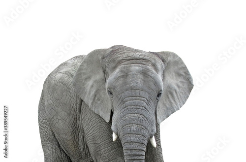 Elephant, grey, head isolated on white background.