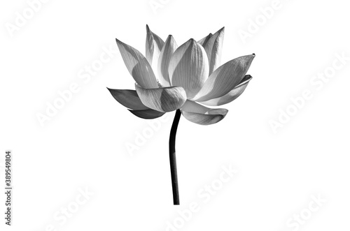lotus flower black and white isolated on white background