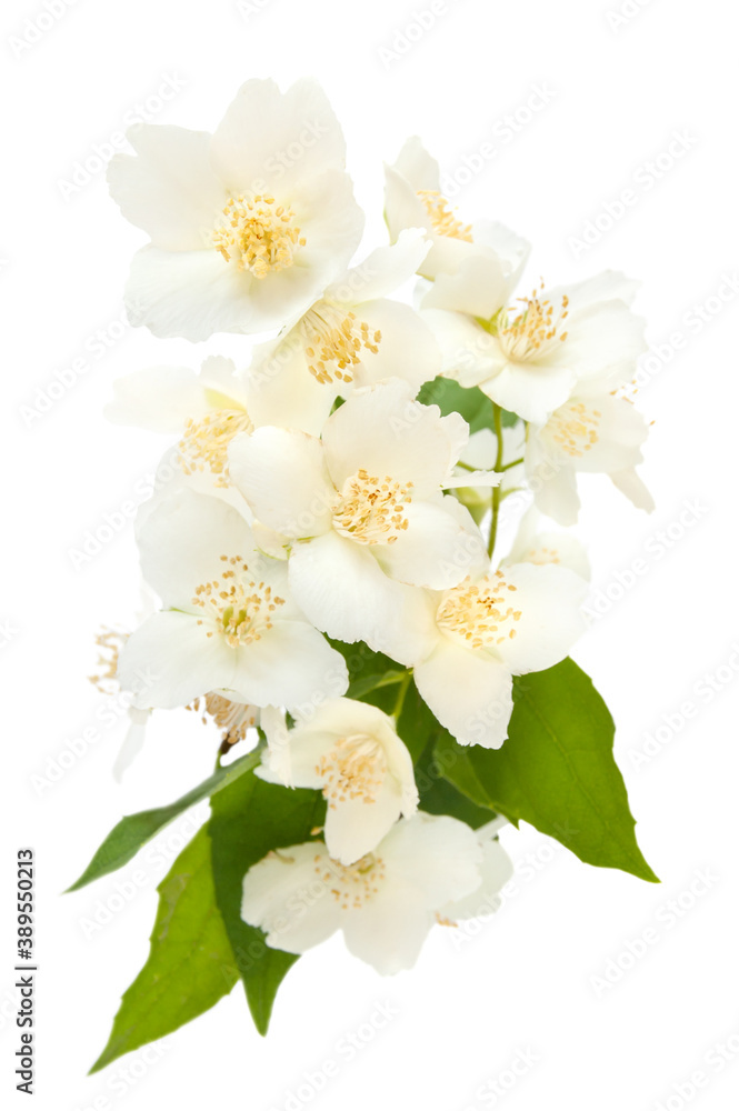 Fototapeta premium Bouquet of Jasmine isolated on the white background