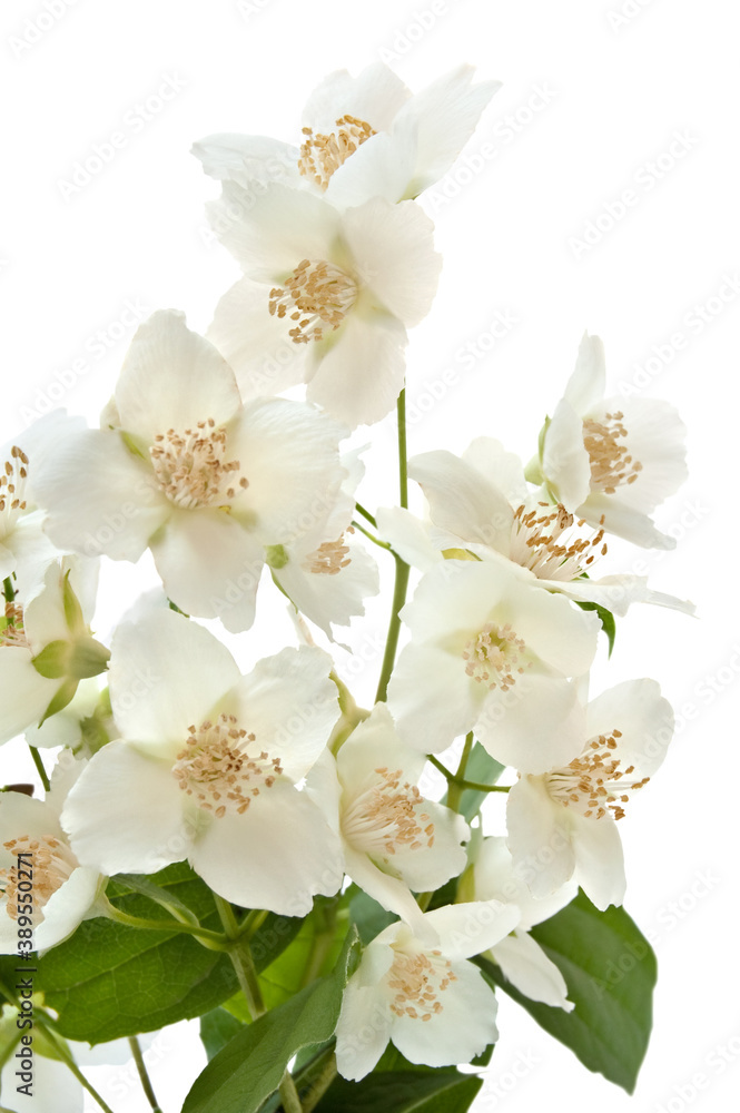 Bouquet of Jasmine isolated on the white background Bouquet of Jasmine isolated on the white background