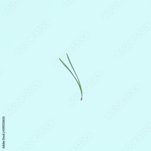 Two Christmas tree needles on a light background. Photo in the style of minimalism. Creative winter background. Christmas and Happy New Year postcard concept. Flat lay, top view