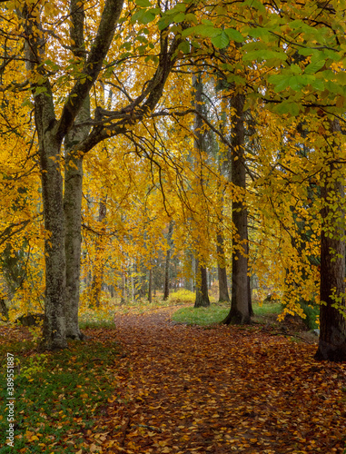 Pathway in autumn