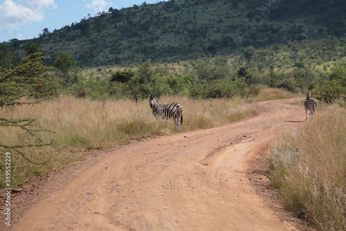 View of Two zebras standing on the roadside during Spring in Pilanesberg National Park, South Africa