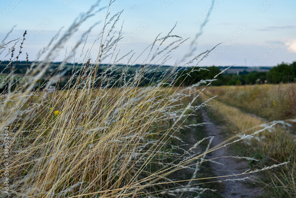 Fototapeta premium Dry grass along the road