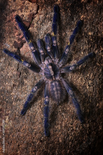 It is one of the most beautiful and outstanding species in the world of Tarantula because of the beauty of the species. This is blue all over the body. With pattern on the bottom Native to India