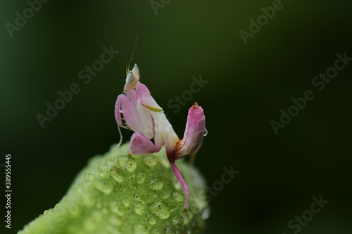 A dwelling house with a white flower or a shrubby tree can realistically hide from guilt, be motionless waiting to be lost or a lawyer is a hunter.