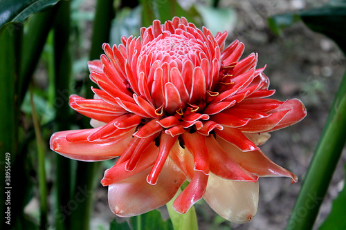 Red Torch Ginger (Etlingera elatior) bud flower, also known as Philippine wax flower, combrang, porcelain rose, Indonesian tall ginger found in a jungle in Pai, Thailand photo