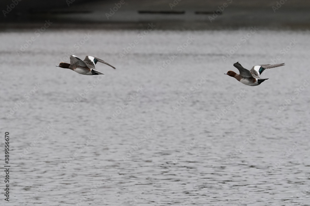 duck in flight