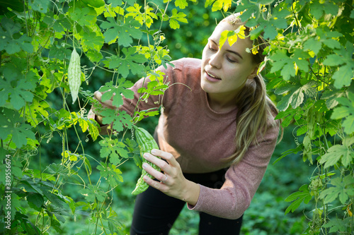 Foto Portrait of adult female worker examining bitter melon, plants on organic planta
