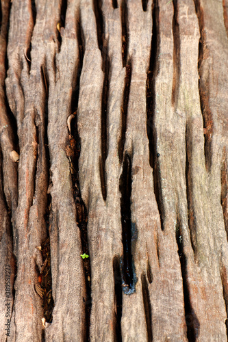 Texture of natural wood.