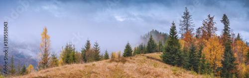 Meadow in a foggy carpathian mountains
