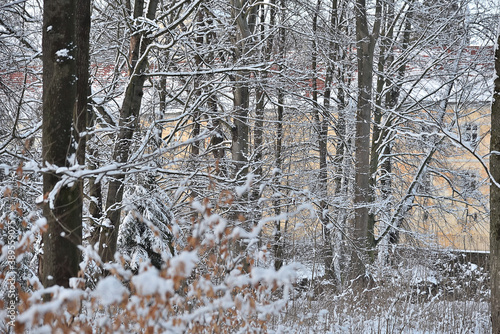 Fototapeta Naklejka Na Ścianę i Meble -  Winter