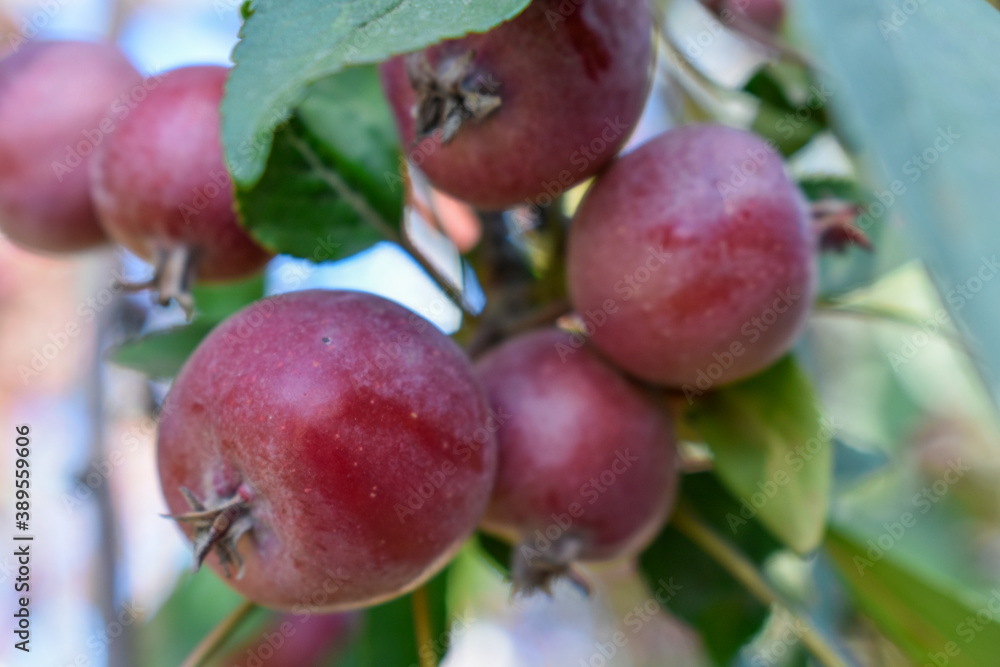Bunch of apples Bunch of apples