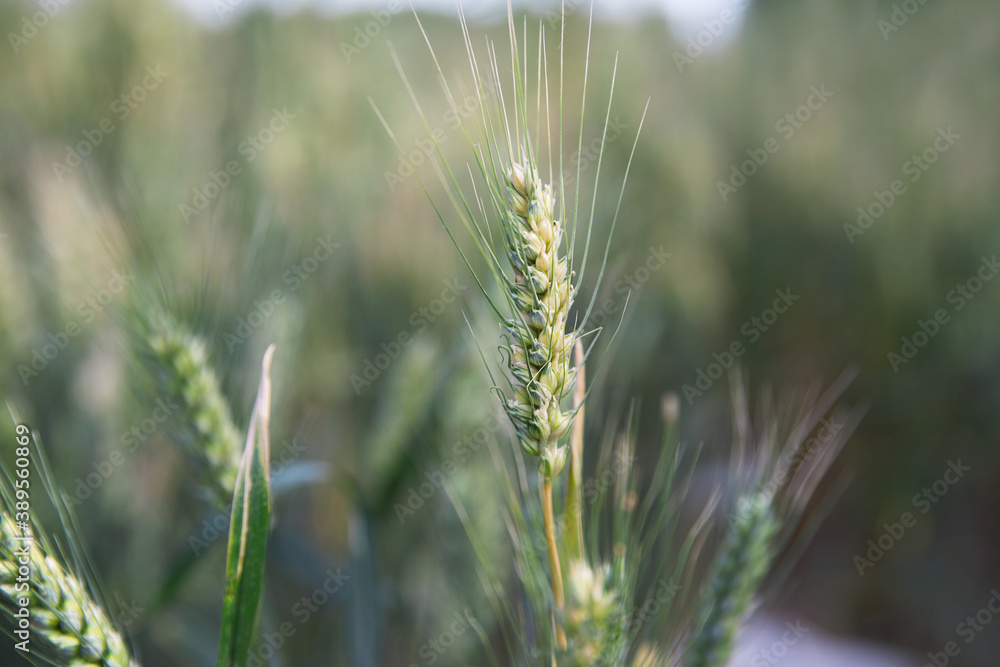Close-up of ripening wheat ears in summer field