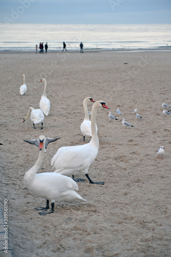 swans on the beach