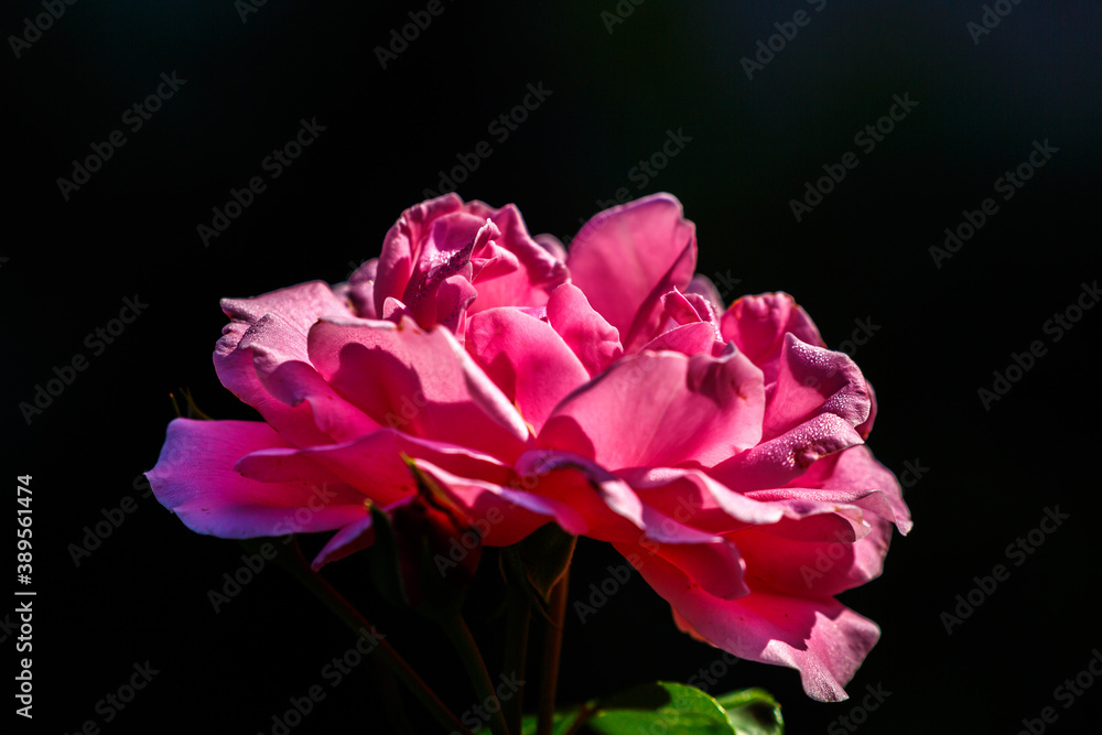 Petal of blooming flower in garden