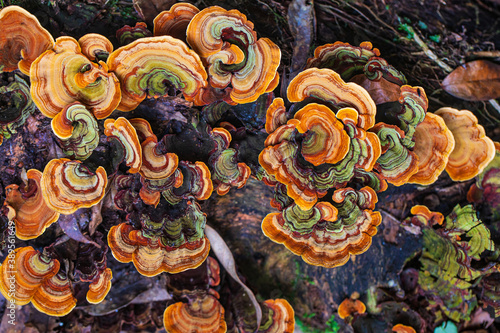 Colourful of mushroom in the tropical rainforests.