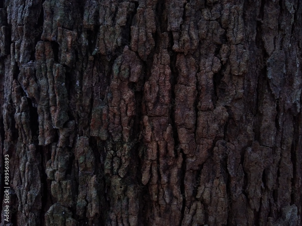 bark of a tree hard texture bark of a tree hard texture