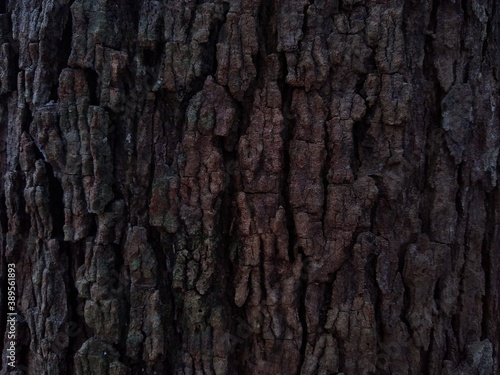 Fototapeta Naklejka Na Ścianę i Meble -  bark of a tree hard texture