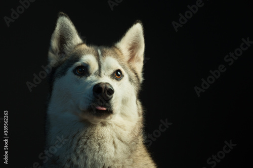 Fototapeta Naklejka Na Ścianę i Meble -  siberian husky dog headshot close up sticking her tongue out in the studio in dramatic lighting
