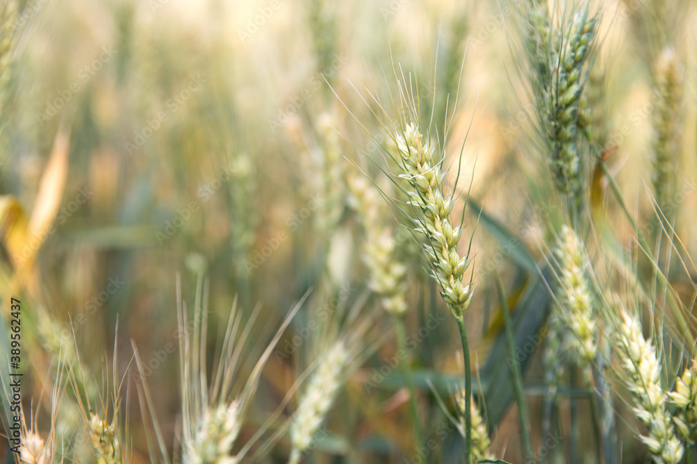 Close-up of wheat ears ripening in summer Close-up of wheat ears ripening in summer