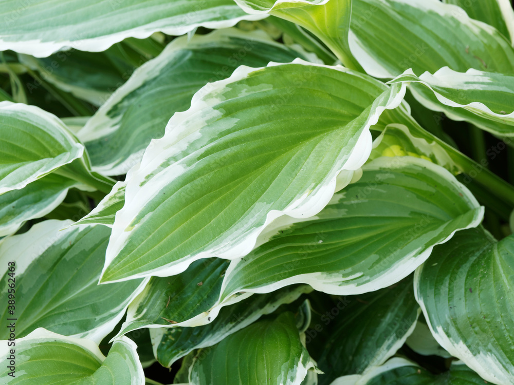Obraz premium Hosta undulata ‘Albomarginata’ - Closeup of plantain lily wavy leaf with cupped and puckered pale-green color with white margin
