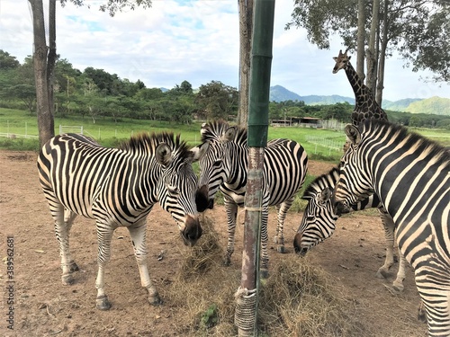 Four zebras eating grass in the zoo  animal life  