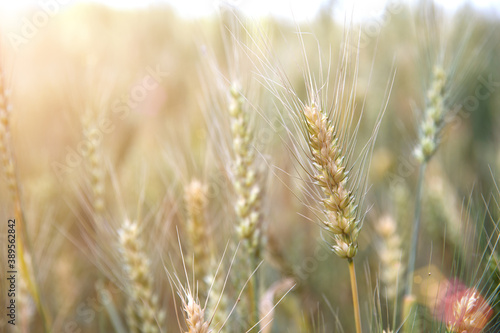 Slika na platnu Close-up of wheat ears in the field about to ripen