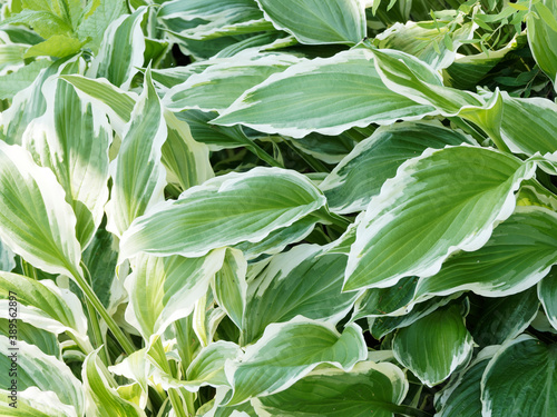 Hosta undulata | plantain lily flower, foliage plant with round cupped and puckered, wavy, pale-green leaves white margin 