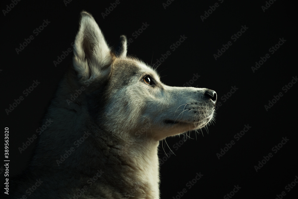 Obraz premium siberian husky dog profile headshot close up in the studio in dramatic lighting