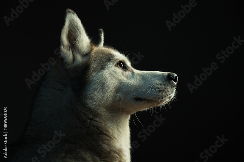 siberian husky dog profile headshot close up in the studio in dramatic lighting