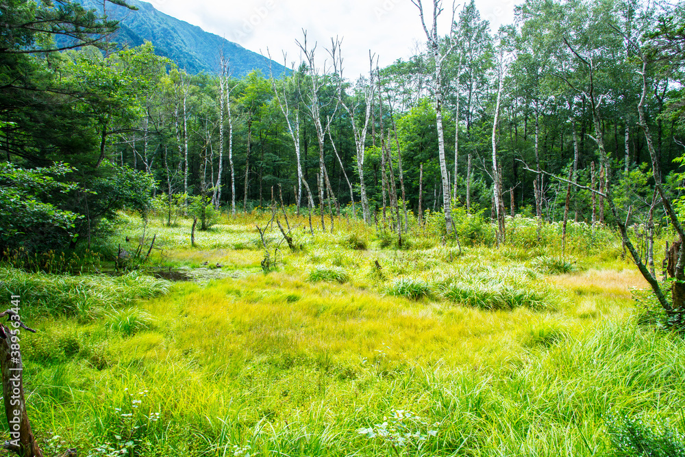 Fototapeta premium ウェストン園地の湿原