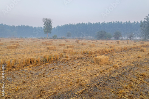square straw bales lie on a field after the grain harvest in India