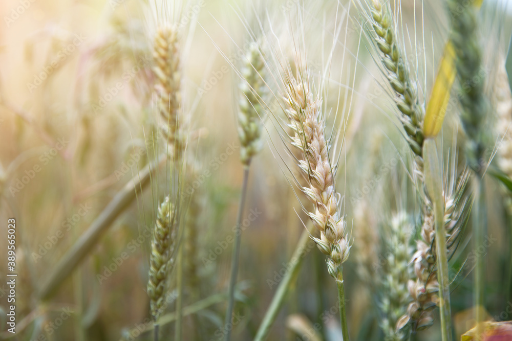 The ripening wheat in the summer wheat field The ripening wheat in the summer wheat field
